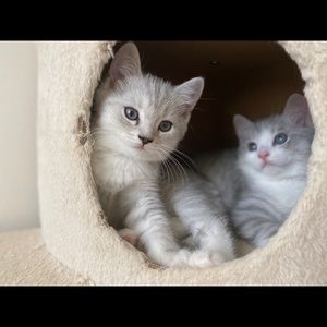 Meet your Posher, Fang